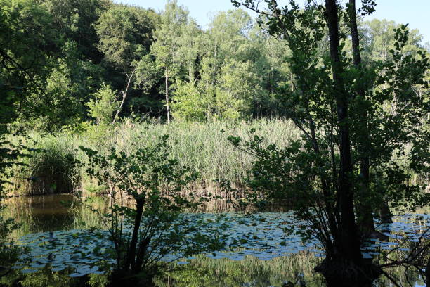 istock Midsummer at the upper Hartsee in Gottmadingen 2185251822