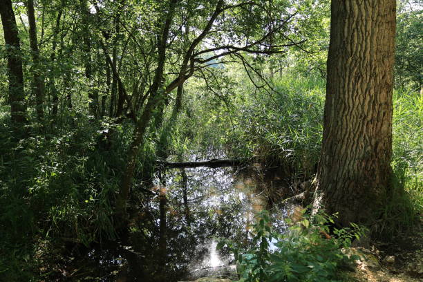 istock Midsummer at the upper Hartsee in Gottmadingen 2185251838