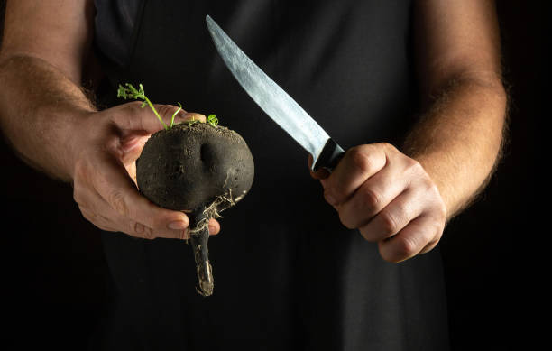 A person holds a freshly harvested black radish in one hand, while gripping a sharp knife in the other. The ambiance is dark, enhancing the focus on the preparation process