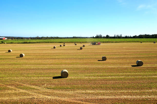 There are many straw bales on the field after harvesting rye. Harvested field of rye with bales of straw against a clear blue sky