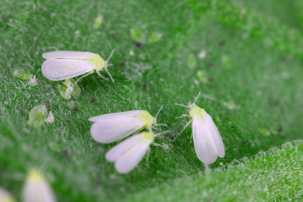istock Glasshouse whitefly (Trialeurodes vaporariorum) adults and vacated pupae. 2185255815