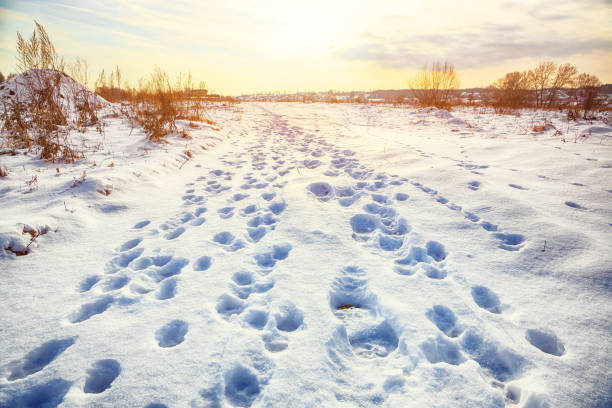 Frosty sunset with snow-covered bushes and grass during winter time. Location: Ternopil, Ukraine, Europe