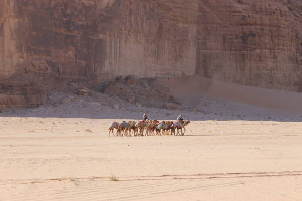 istock Cammelli nel deserto 2185256494