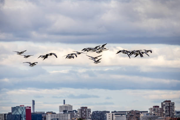 The barnacle goose is a common migratory bird in parts of Denmark and specially in the area outside Ørestad which is a new and modern residential area. The picture is taken at Kalvebod Fælled - Kalvebod Commons, which is a nature area and public park close to the center of Copenhagen