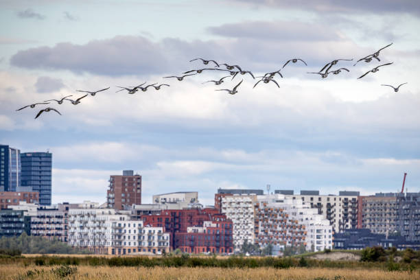 The barnacle goose is a common migratory bird in parts of Denmark and specially in the area outside Ørestad which is a new and modern residential area. The picture is taken at Kalvebod Fælled - Kalvebod Commons, which is a nature area and public park close to the center of Copenhagen