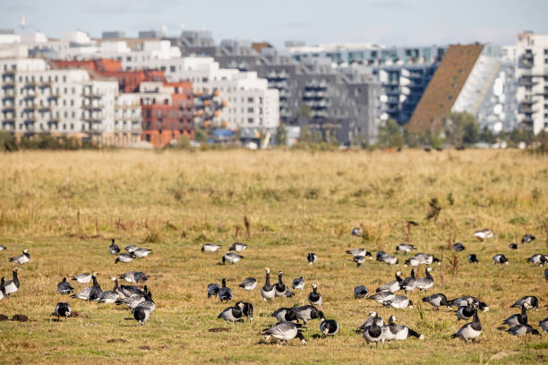 The barnacle goose is a common migratory bird in parts of Denmark and specially in the area outside Ørestad which is a new and modern residential area. The picture is taken at Kalvebod Fælled - Kalvebod Commons, which is a nature area and public park close to the center of Copenhagen