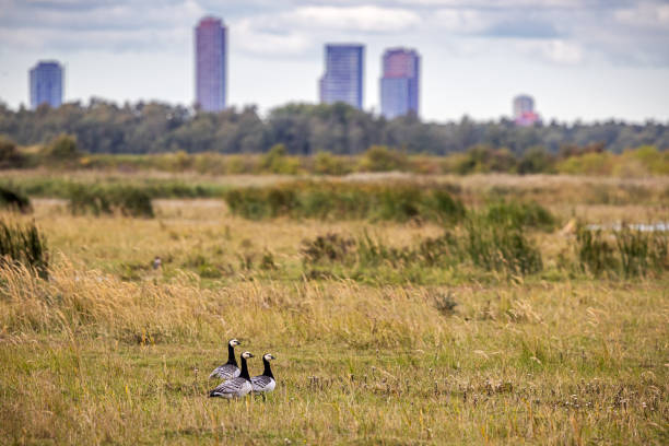 Flying flock of barnacle gooses (Branta leucopsis) against a forest.