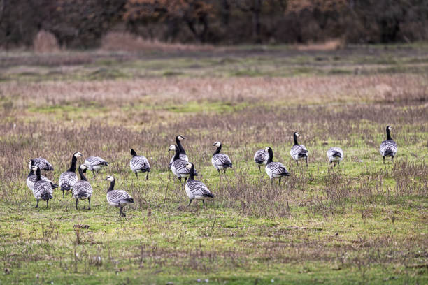 The barnacle goose is a common migratory bird in parts of Denmark and specially in this area outside Copenhagen. The picture is taken at Kalvebod Fælled - Kalvebod Commons, which is a nature area and public park close to the center of Copenhagen