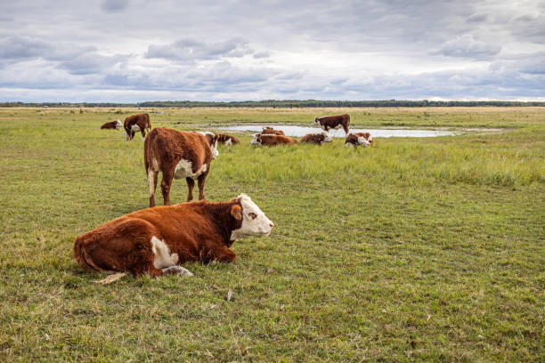 istock Resting cows in front of a small pond 2185257602