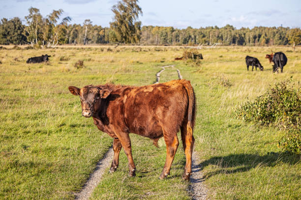The picture is taken at Kalvebod Fælled - Kalvebod Commons, which is a nature area and public park close to the center of Copenhagen, where the meat cattle are utilized to prevent the forest to spread and to create a habitat for open land birds like larks and lapwings