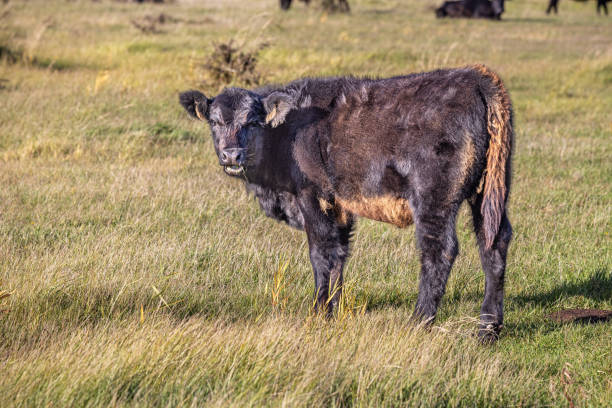The picture is taken at Kalvebod Fælled - Kalvebod Commons, which is a nature area and public park close to the center of Copenhagen, where the meat cattle are utilized to prevent the forest to spread and to create a habitat for open land birds like larks and lapwings