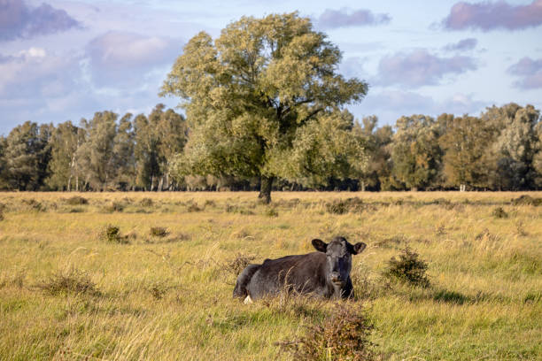The picture is taken at Kalvebod Fælled - Kalvebod Commons, which is a nature area and public park close to the center of Copenhagen, where the meat cattle are utilized to prevent the forest to spread and to create a habitat for open land birds like larks and lapwings