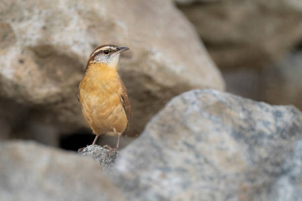 A Carolina Wren (thryothorus ludovicianus) captured on a rocky landscape.