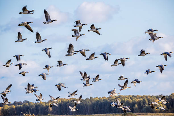 istock Group of flying barnacle geese, Branta leucopsis 2185257808