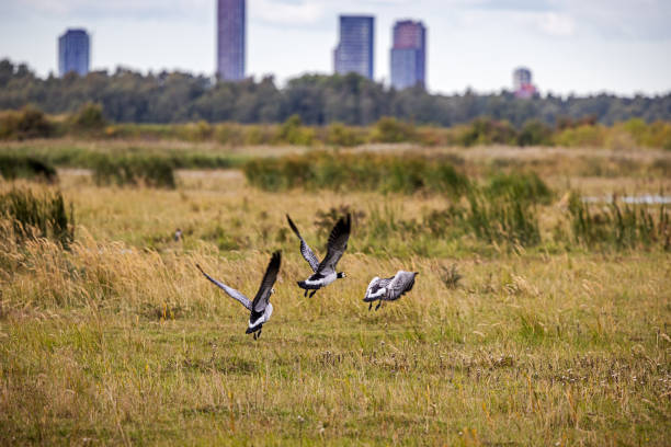 The barnacle goose is a common migratory bird in parts of Denmark and specially in the area outside Ørestad which is a new and modern residential area. The picture is taken at Kalvebod Fælled - Kalvebod Commons, which is a nature area and public park close to the center of Copenhagen