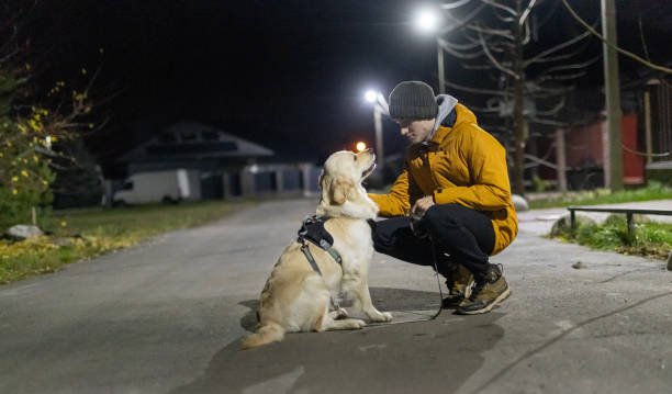 A man in a yellow jacket interacts lovingly with his Golden Retriever during a nighttime walk on a quiet suburban street stock photo