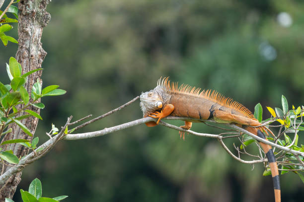 istock Iguana at Green Cay Wetlands 2185259089