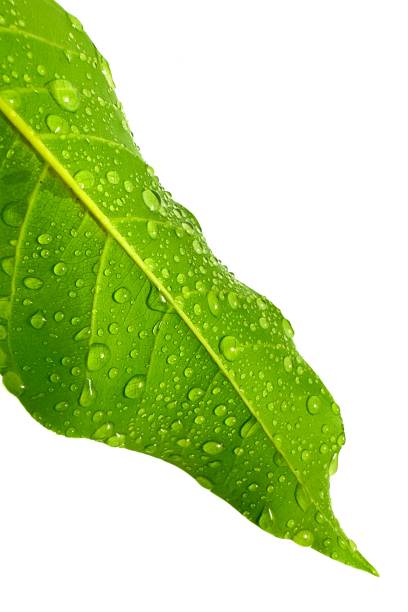 istock Macro Texture Green Leaves Rain Water Drops on Wet Leaf (Green Plant). on white background 2185259306