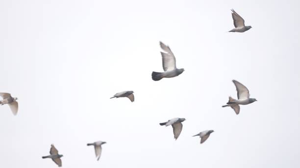 Flock of pigeons flying around