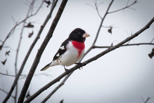 istock Male Rose-breasted grosbeak 2185262035