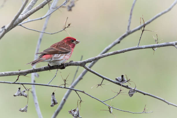 istock Male Purple finch perched 2185262036