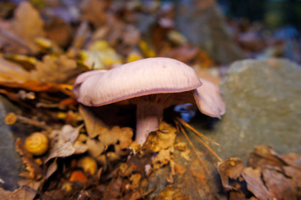 Mushrooms Growing in the Forest in Autumn