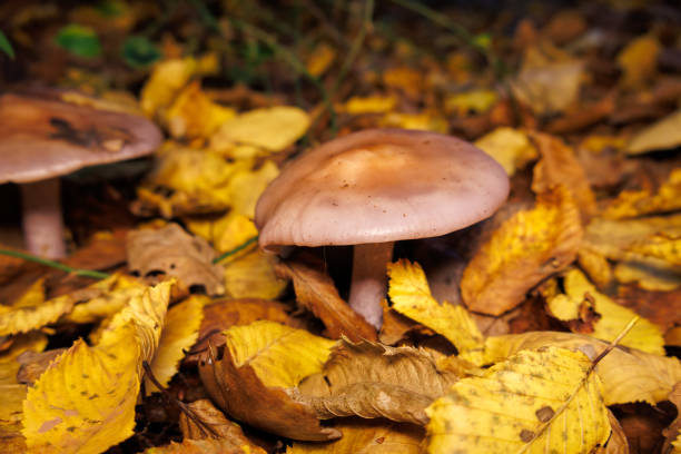 Mushrooms Growing in the Forest in Autumn