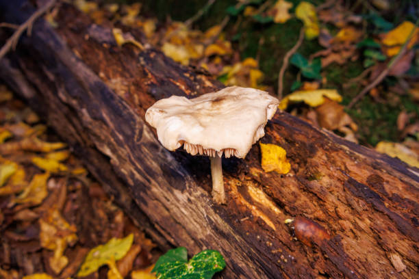 istock Mushrooms Growing in the Forest in Autumn 2185262249