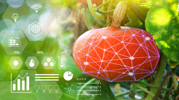istock Pumpkin with infographics, Smart farming and precision agriculture 4.0 with visual icon, digital technology agriculture and smart farming concept. 2185262281