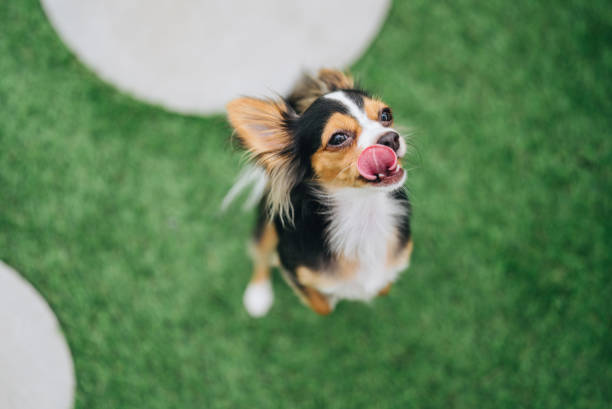 Yorkshire terrier run towards the camera, long grass meadow