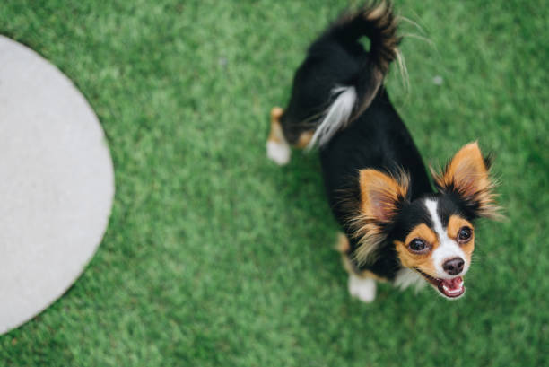 Yorkshire terrier run towards the camera, long grass meadow