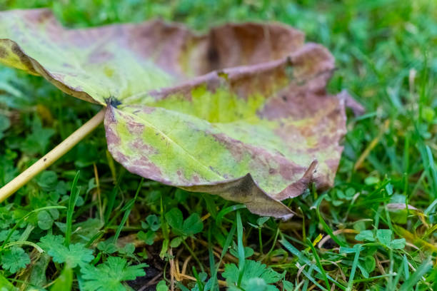 A single, large leaf lies on a patch of short green grass. The leaf is brown and green, showing signs of decay. Its stalk is visible, extending slightly from under the leaf and into the grass.