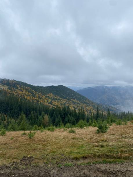 istock fog in forest in the mountains 2185264803
