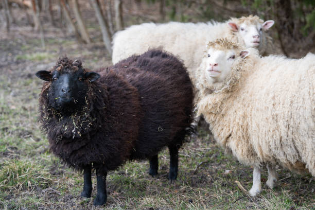 istock A smal flock of a domestic sheep (Ovis aries). 2185264804