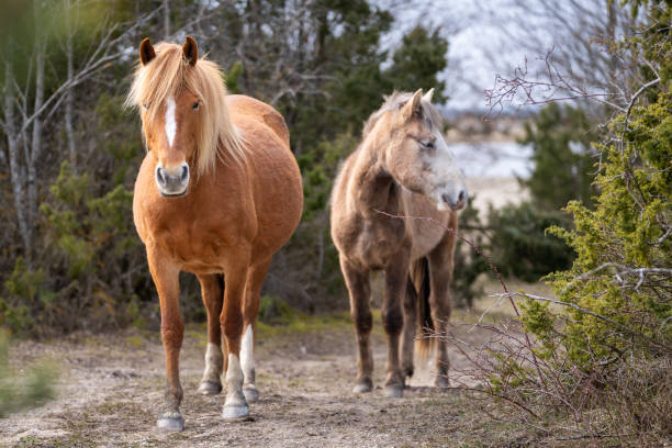 istock Estonian native horse (Estonian Klepper) walking in the coastal meadow. 2185264834