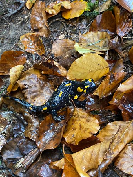 istock salamandra in autumn leaves on the ground 2185265337