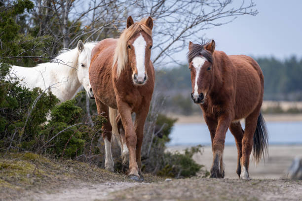 Red roan horse with withe blaze in the foreground. Estonian native horse (Estonian Klepper) walking in the coastal meadow. Springtime on the island.