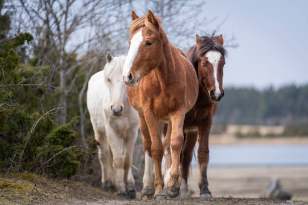 istock Estonian native horse (Estonian Klepper) walking in the coastal meadow. 2185265346