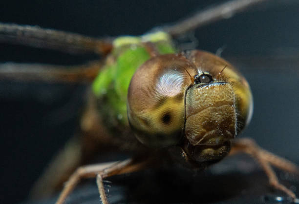 A dragonfly with a green head and brown body. The dragonfly is resting on a black surface