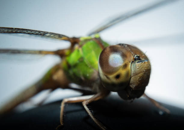 istock A dragonfly with a green head and brown body. The dragonfly is resting on a black surface 2185266529