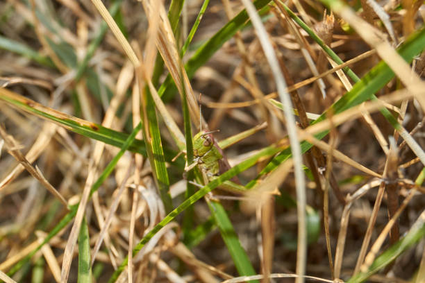 istock Locust are sitting in the grass on the lawn. 2185266574