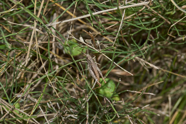 istock Locust are sitting in the grass on the lawn. 2185266588