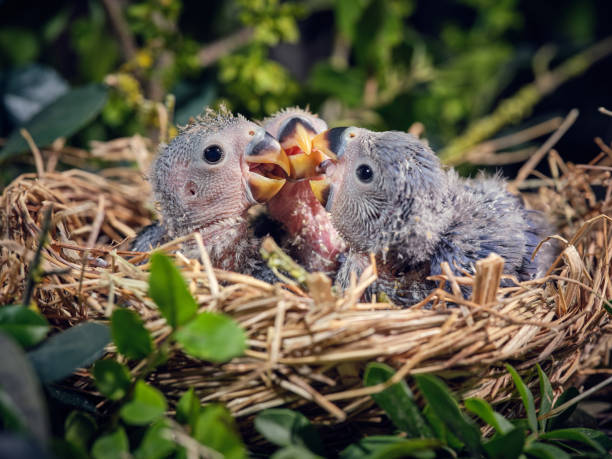 istock Cute lovebirds playing together in nest 2185267847