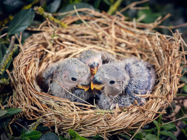 istock Little parrot chicks in nest among plants 2185267851