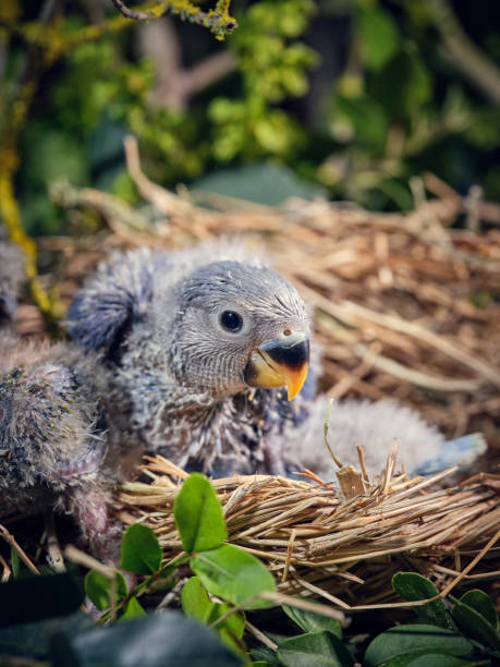 istock Little gray bird chick in nest among plants 2185267857