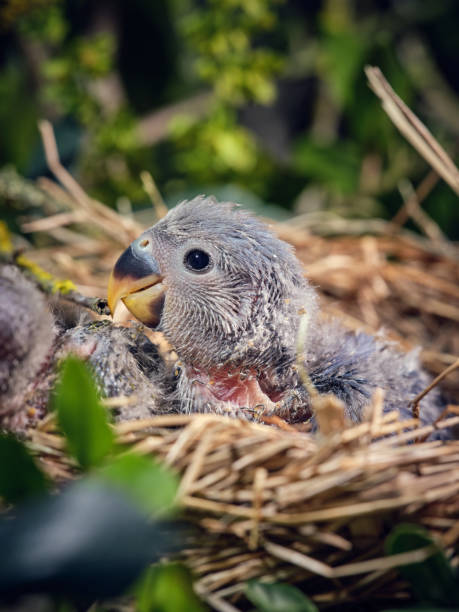 istock Little gray lovebird in nest 2185267858