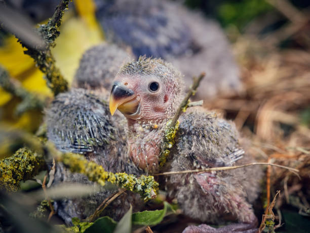 istock Adorable small lovebirds sitting on perches of tree 2185267882