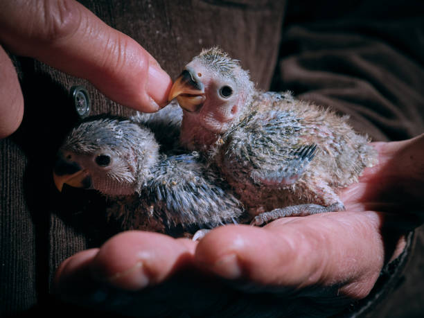Side view of adorable little lovebirds chicks with gray plumage sitting together on crop hand of unrecognizable male owner