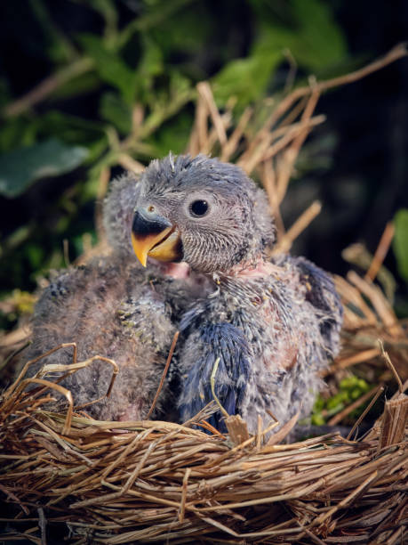 istock Cute nestlings of lovebird hatching on nest 2185268024