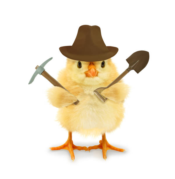 istock Cute cool chick adventurer explorer treasure hunter with fedora hat and pickaxe spade tools funny conceptual image 2185268093